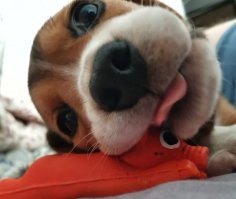 Примеры, когда по одному только взгляду легко понять величину любви питомцев к их хозяевам