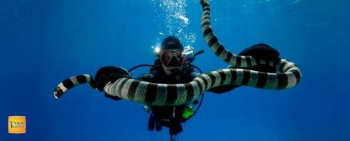 Нет, там свои, подводные есть... )))