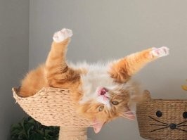 Котопаха?
Или черекота?