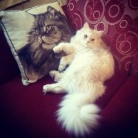 Да, шерсти и пуха, конечно, достаточно