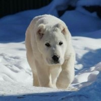 Это не собака, недоразумение какое-то. Вот собака!