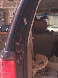 Про то, что на почтовом ящике написано US Mail уже обратили внимание. Эта фотка тоже не из Австралии. Я бы мог сказать, что это техасский гремучник или типа того, но в первую очередь видно, что у машины руль на правильной стороне.