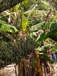 Сколько калорий в банане