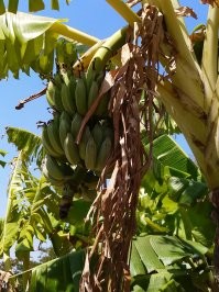 Сколько калорий в банане