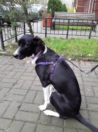 Один месяц и семь месяцев. Малышунькой бегала по улице, но одним взглядом покорила всё семейство.