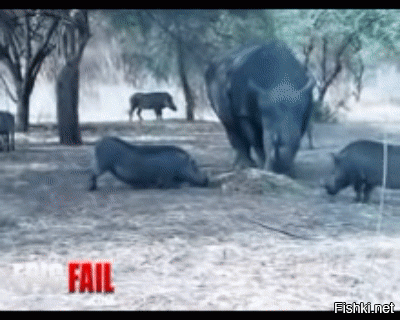 На ринге тяжеловесы: носороги, выясняя отношения, сошлись в клинче как заправские боксёры: видео