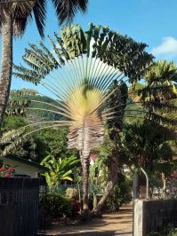 От себя дополню. Веерная пальма - эндемик Сейшельских островов. Фото личное