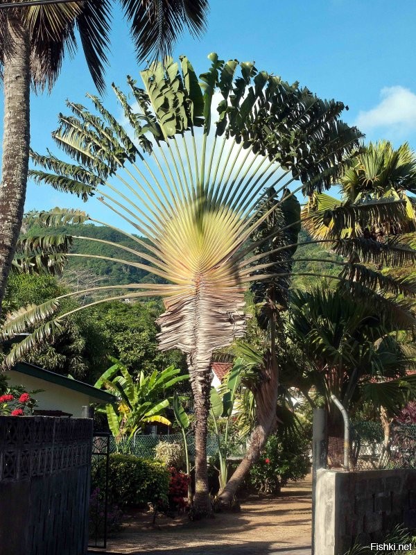 От себя дополню. Веерная пальма - эндемик Сейшельских островов. Фото личное