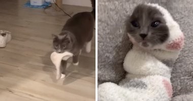 Домашние зверушки, которые не меняют своих детских привычек ни за что