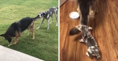 Домашние зверушки, которые не меняют своих детских привычек ни за что