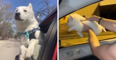 Домашние зверушки, которые не меняют своих детских привычек ни за что