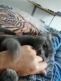 Нате вам кошечку что ли...