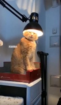 Одной фотки не хватает - семейного котана.