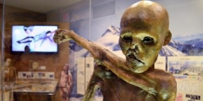 С кошкой лучше: в «Криминальное чтиво» добавили звезду соцсетей