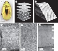 Figure 1. Helicoidal constructions and their exhibition in the scarab beetle Chrysina resplendens. 
(a) Dorsal view of C. resplendens photographed under unpolarized illumination. 
(b) An exploded view of a helicoidal set of filament planes. A left-handed helicoid is shown, in which successive planes further from the observer are rotated anticlockwise. 
(c) A view of a section of an assembled helicoidal stack. The oblique cut reveals Bouligand curves in the filament arrangement. A full helicoidal pitch is shown, comprising two lamellae as indicated by the Bouligand curves. 
(d) TEM showing detail of an oblique section of the elytron of C. resplendens. Helicoidal lamellae are identified by the Bouligand curves. 
(e) TEM showing detail of a normal section of the cuticle. The unidirectional layer or birefringent retarder is shown as the uniform band extending across the centre of the image. Helicoidal regions are disposed above and below. 
(f) TEM of a normal section through the outer part of the cuticle of C. resplendens, indicating its component regions: 1: epicuticle; 2: upper helicoid; 3: unidirectional layer; 4: lower helicoid; 5: endocuticle (portion). Regions 2–4 form the exocuticle.



Рис. 1. Геликоидальные конструкции и их проявление у жука-скарабея Chrysina resplendens. 
(а) Вид сверху C. resplendens, сфотографированный при неполяризованном освещении. 
(b) Покомпонентное изображение спирального набора плоскостей накала. Показан левосторонний геликоид, в котором последовательные плоскости дальше от наблюдателя вращаются против часовой стрелки.
(c) Вид в разрезе собранной геликоидальной стопки. Косой срез показывает кривые Булигана в расположении волокон. Показан полный винтовой шаг, состоящий из двух ламелей, как показано кривыми Булигана. 
(d) ПЭМ, показывающий детали косого сечения надкрылий C. resplendens. Геликоидальные ламели идентифицируются кривыми Булигана. 
(e) ПЭМ, показывающий детали нормального среза кутикулы. Однонаправленный слой или замедлитель двулучепреломления показан как однородная полоса, проходящая через центр изображения. Сверху и снизу расположены геликоидальные области. 
(f) ПЭМ нормального сечения внешней части кутикулы C. resplendens, с указанием составляющих его областей: 1: эпикутикула; 2: верхний геликоид; 3: однонаправленный слой; 4: нижний геликоид; 5: эндокутикула (часть). Области 2–4 образуют экзокутикулу.