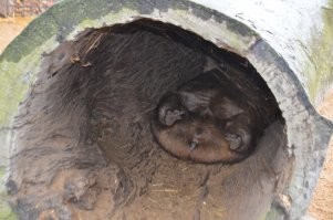 В Австралии были в зоопарке....вот такую животину сфоткали....что за зверь не знаю...их там несколько было и все так лежали...