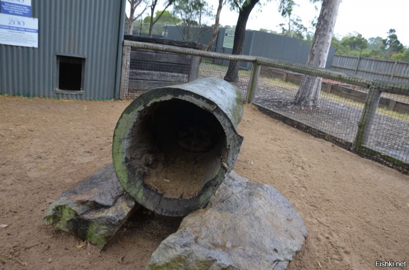 В Австралии были в зоопарке....вот такую животину сфоткали....что за зверь не знаю...их там несколько было и все так лежали...