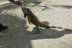 Такого динозаврика я встретил в Гондурасе.