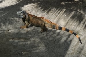 Такого динозаврика я встретил в Гондурасе.