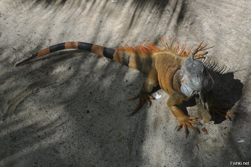 Такого динозаврика я встретил в Гондурасе.
