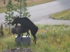 Прикормленный лось пришел к деревенскому магазину за вкусняшками