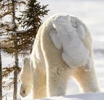 Дикие попы: сторона, на которую никто особо не смотрит