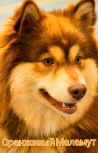 Улыбните улыбатор: весёлые комментарии из социальных сетей