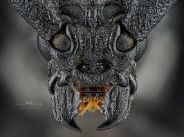 Усач грустный!