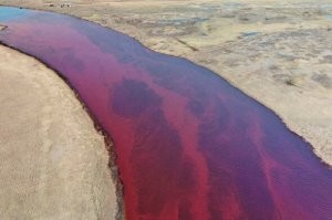 В Норильске тоже водоросли?