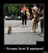 Собачьи демотиваторы
