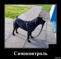 Собачьи демотиваторы