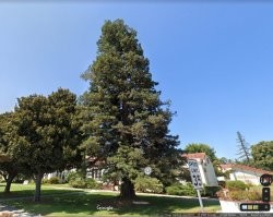 Если ёлка выращена в специальном питомнике, то можно и срубить.
Но гораздо лучше, когда украшают выращенное в нужном месте дерево.
Вот наша городская ёлка, к Рождеству её немного подрежут и украсят.