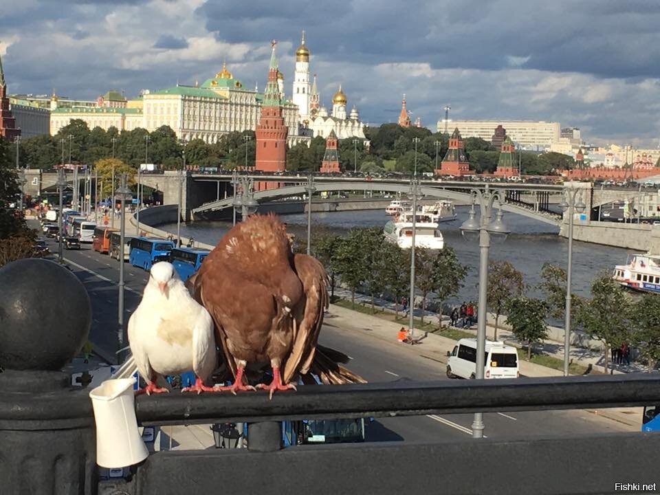 10 снятых. Вид на Кремль с Патриарший мост в Москве. Петух на Кремле в Москве. Невероятное снимки Москвы из Патриарших. Путин на Патриаршем мосту.