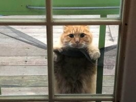 От них не скрыться: 30 животных, которым ну очень любопытно, что происходит на улице
