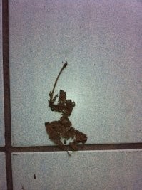 Флора с закосом под фауну: 25 удивительных примеров растительной парейдолии