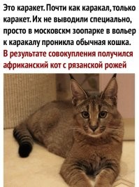 Каракал: Кошка для смелых