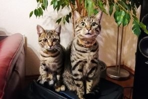 Мои плюсуют...