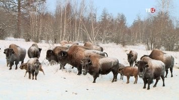 бизоны в Якутии