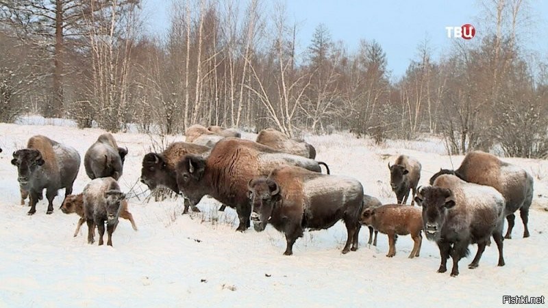 бизоны в Якутии