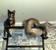 Им так удобно. Правда мелкая спать мешает.