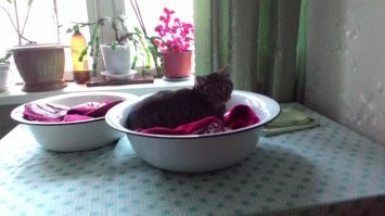 15 пушистых фактов, доказывающих, что кошки спят там, где им вздумается 