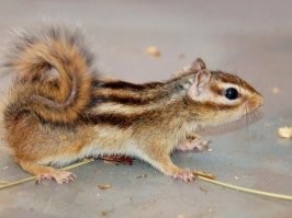 Бурундук три полоски...