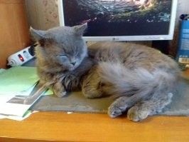 пробило. сижу и рыдаю. чеслово.!!! Сама кошатница.  рядом лежит еще тот мерзавец. спал на носке, а я его хотела надеть.   кот и возмутился и вот результат.0                                                                          0