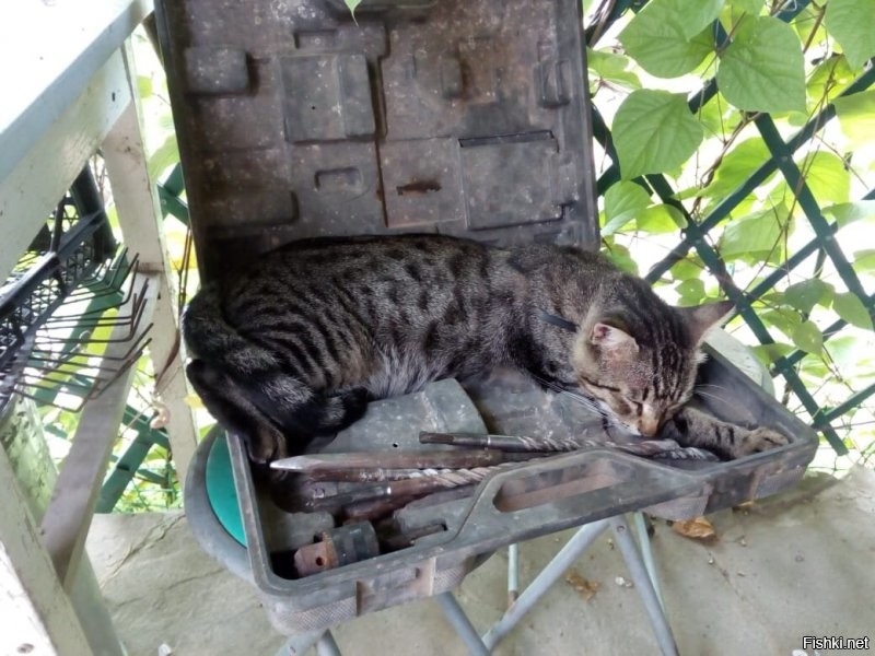 15 пушистых фактов, доказывающих, что кошки спят там, где им вздумается 
