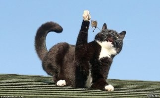 Кошки-мышки