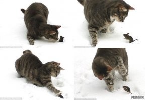 Кошки-мышки