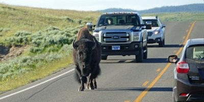 Пару раз был в Yellowstone, видел бизонов живьем, подходил к ним метров на пять.
Они огромные, действительно ОГРОМНЫЕ.
А в остальном, корова как корова. Любят стать посреди дороги и тупо стоять. Тогда приезжают рейнджеры и сгоняют их на обочину.