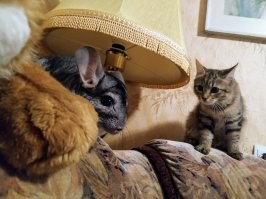 Коть хочет слишком жирную мышь: