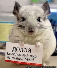 Заводские рабочие вчетвером украли больше тонны сыра