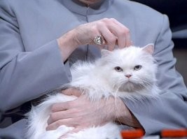 Главного кота забыли.